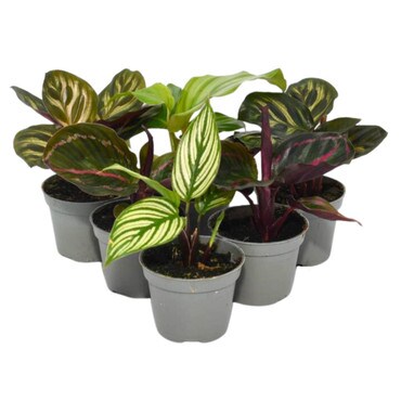 Collection of 6 Prayer Plants
